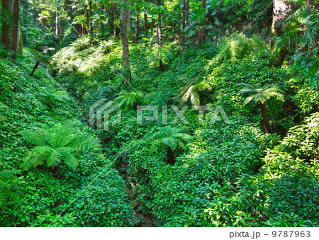 Path through subtropical  summer city park grove 9787963
