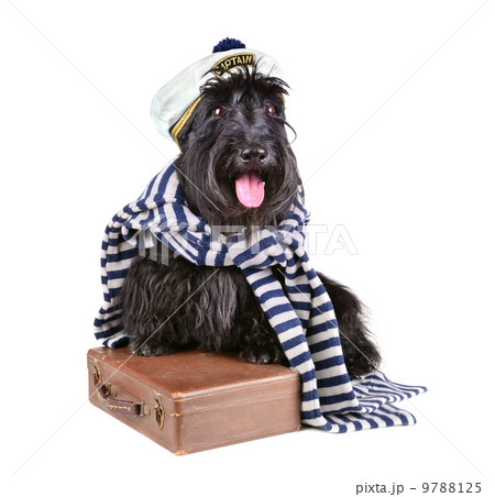 Captain dog 9788125