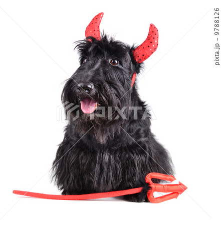 Devil dog 9788126
