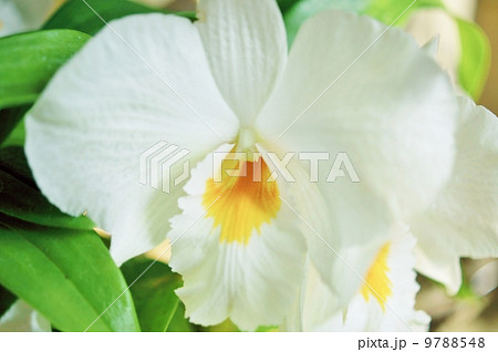 デンドロビウム フォーミディブル 花言葉 思いやり Dendrobium Formidibleの写真素材