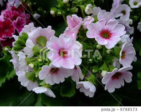 プリムラ　花　植物 9788573