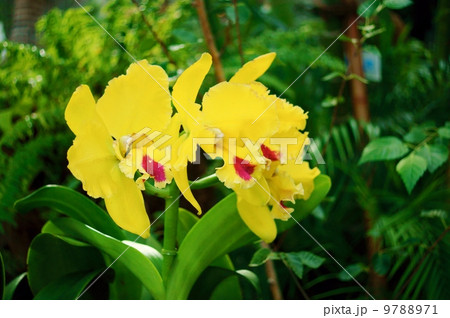 ブラソレリオカトリア　花言葉：魅了　Brassolaeliocattleya 9788971