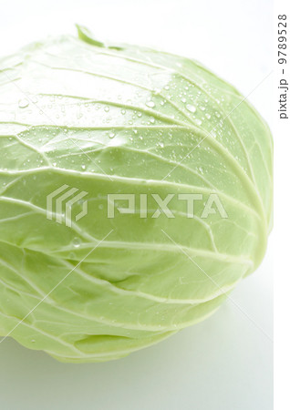 キャベツ 9789528