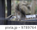 リス 9789764