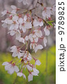 穏やかな春の桜 9789825
