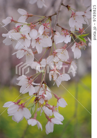 穏やかな春の桜 9789825