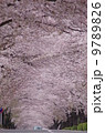 埼玉県秩父郡長瀞町の桜のトンネル北桜通り 9789826