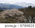 残雪の秩父の名峰、武甲山と春を告げる山桜 9789828