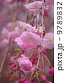 穏やかな春の訪れ枝垂れ桜 9789832