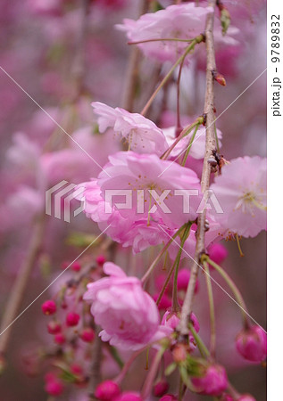 穏やかな春の訪れ枝垂れ桜 9789832