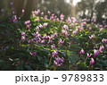 春を告げるカタクリの花 9789833