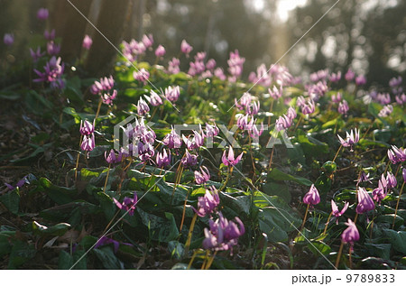 春を告げるカタクリの花 9789833