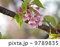 桜咲く喜びの春 9789835
