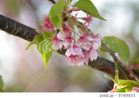 桜咲く喜びの春 9789835
