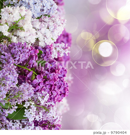 Lilac flowers 9790404