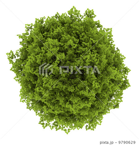 top view of euonymus verrucosa bush isolated on white background 9790629