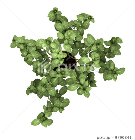 top view of decorative plant in pot isolated on white background 9790841