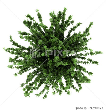 top view of decorative plant in pot isolated on white background top view of decorative plant in pot isolated on white background 9790874