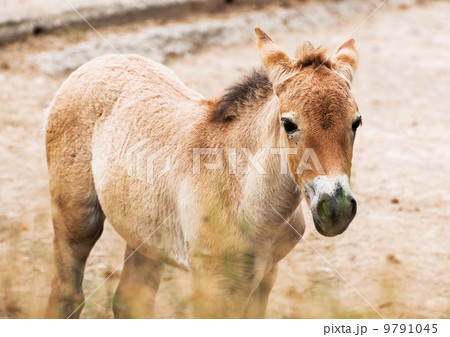 Przewalski's horse foal Przewalski's horse foal 9791045