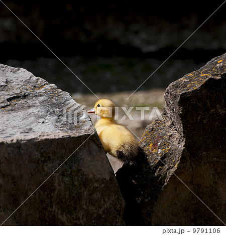 Duckling climbing on a rock 9791106