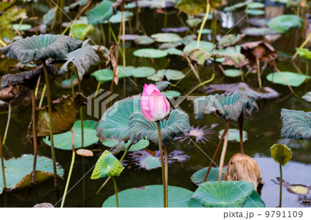Lotus flower in pond Lotus flower in pond 9791109