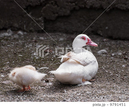 Duck with duckling Duck with duckling 9791451