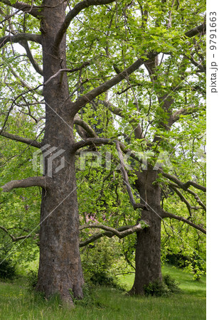 Big plane trees Big plane trees 9791663