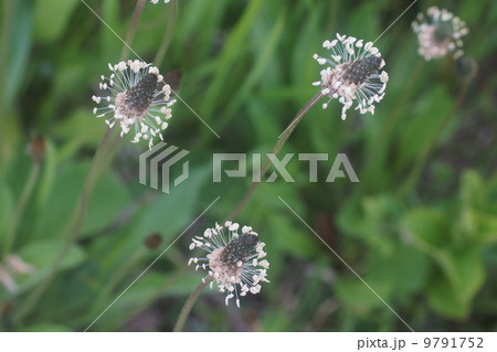 ヘラオオバコ 9791752