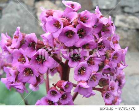 bergenia bergenia 9791770