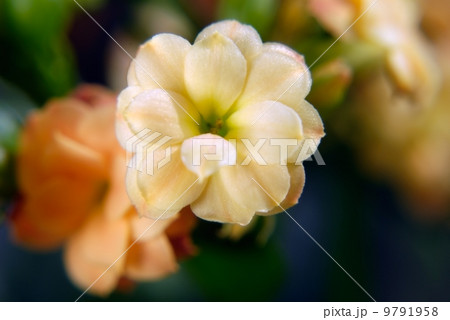 Succus Kalanchoes Succus Kalanchoes 9791958