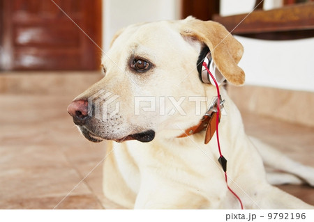 Dog is listening music Dog is listening music 9792196