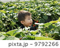 いちご狩り 9792266