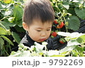 いちご狩り 9792269