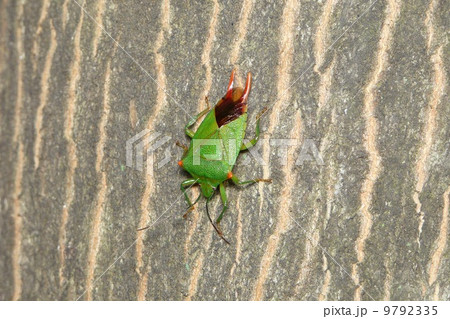 ハサミツノカメムシ♂ ハサミツノカメムシ♂ 9792335