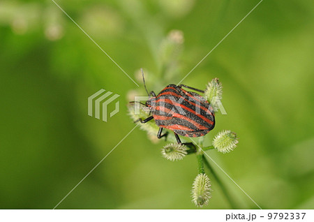 アカスジカメムシ アカスジカメムシ 9792337