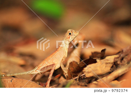 カンガルートカゲ カンガルートカゲ 9792374