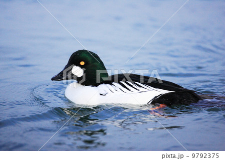 ホオジロガモ 9792375
