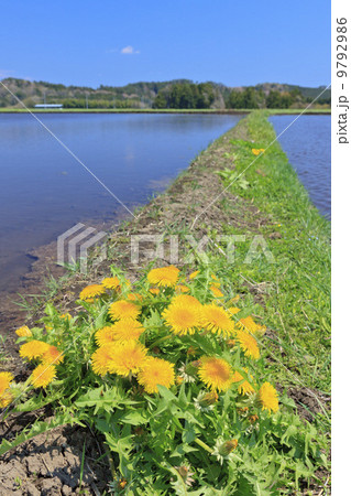 田園風景・田植え前の水田　畦道のタンポポ 9792986