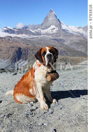 dog at Mt. Matterhorn, Switzerland 9793616