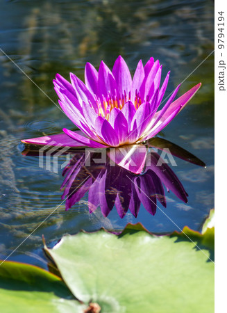 Water Lily 9794194