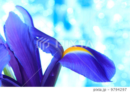 Beautiful blue iris flowers background Beautiful blue iris flowers background 9794297