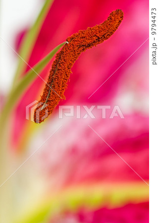 Flower Flower 9794473