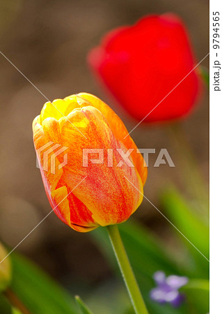 Tulip 9794565