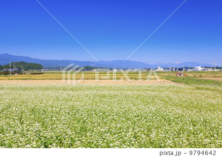 田園風景・秋のそば畑 田園風景・秋のそば畑 9794642