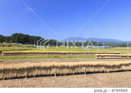 農村風景・刈り取った稲穂の天日干し 農村風景・刈り取った稲穂の天日干し 9794660