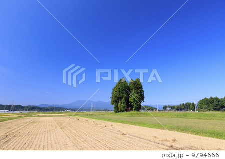 農村風景・鎮守の森と稲刈り後の水田 9794666