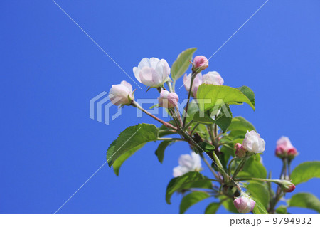 りんごの花 りんごの花 9794932