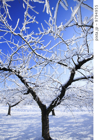 冬のりんご畑 9794955