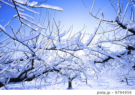 冬のりんご畑 冬のりんご畑 9794956