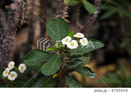 ハナキリン 9795059